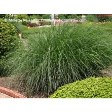Maiden grass, Chinese silver grass