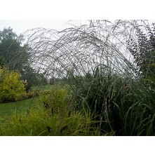 Tall moor grass