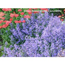 Catmint