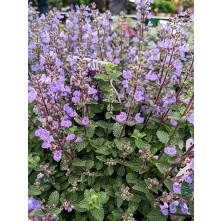 Catmint