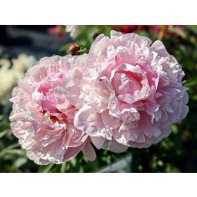 Peony
