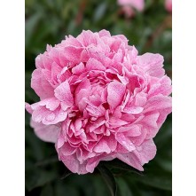 Peony
