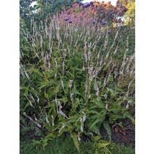 Mountain fleeceflower