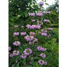 Jerusalem sage