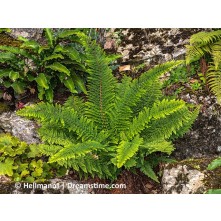 Soft shield fern