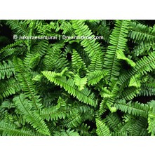 Western sword fern