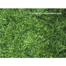 Tassel fern