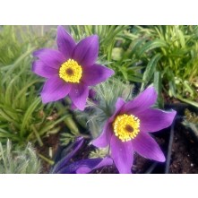 Pasque flower