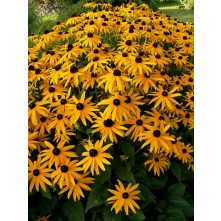 Black-eyed Susan, Orange coneflower