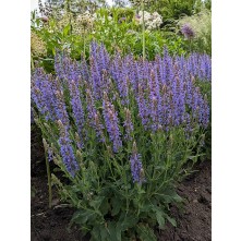 Meadow Sage