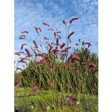 Japanese burnet
