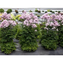Meadow rue