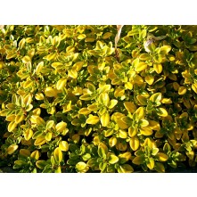 Lemon thyme