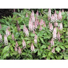 Foamflower