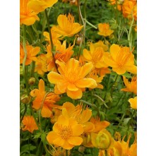 Chinese globeflower