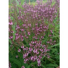 Vervain