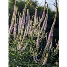 Culver's root