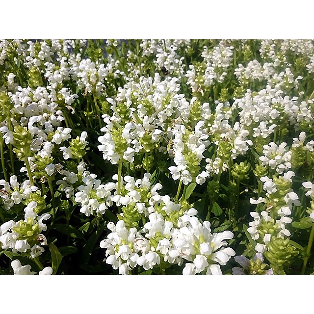 Черноголовка крупноцветковая