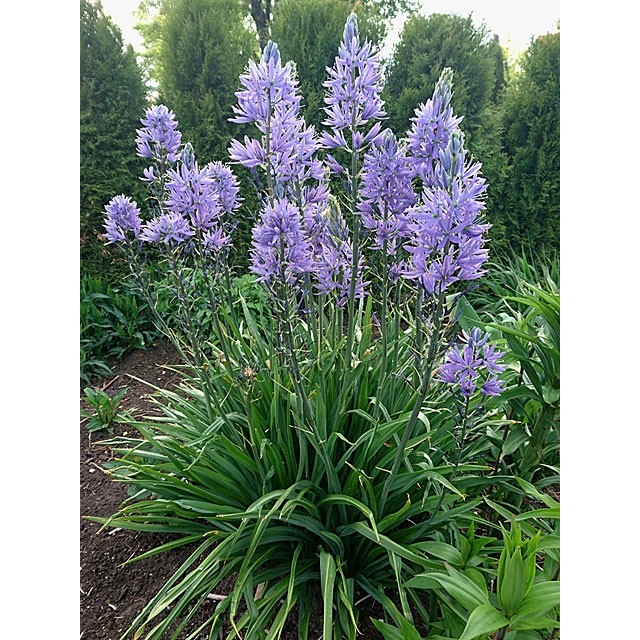 Камассия Лейхтлина