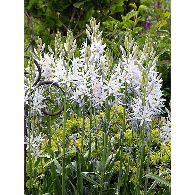 Камассия Лейхтлина