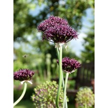 Лук тёмно-пурпурный