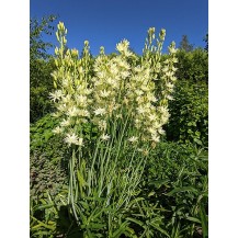 Камассия Лейхтлина