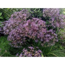 Лук Христофа (бело-волосистый)