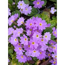 Первоцвет; примула обыкновенная